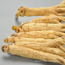 best quality Natural ginseng extract ginseng buyers